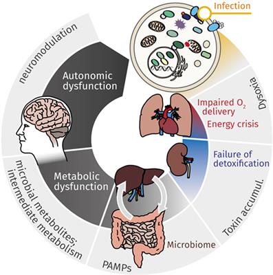 Deterioration of Organ Function As a Hallmark in Sepsis: The Cellular Perspective